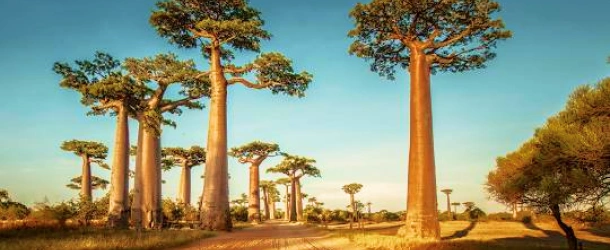 madagascar image